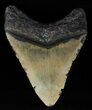 Megalodon Tooth - North Carolina #59062-1